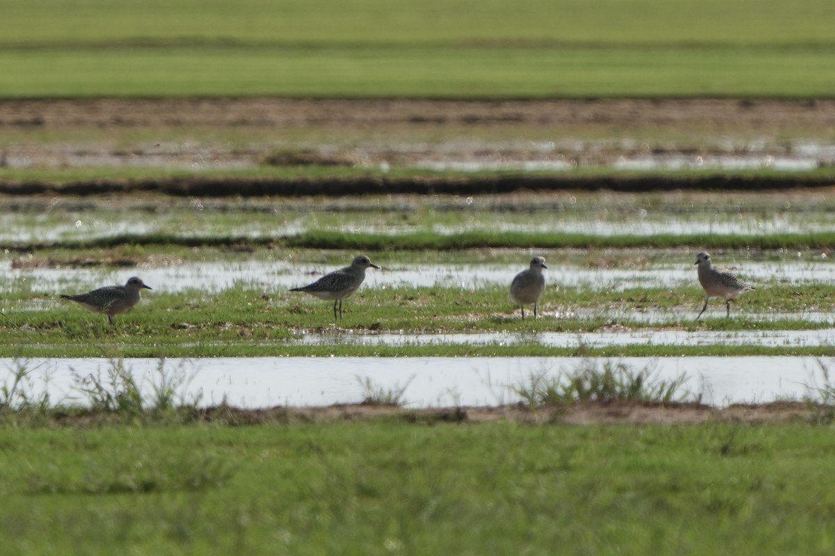 Black-bellied Plover - ML609597922