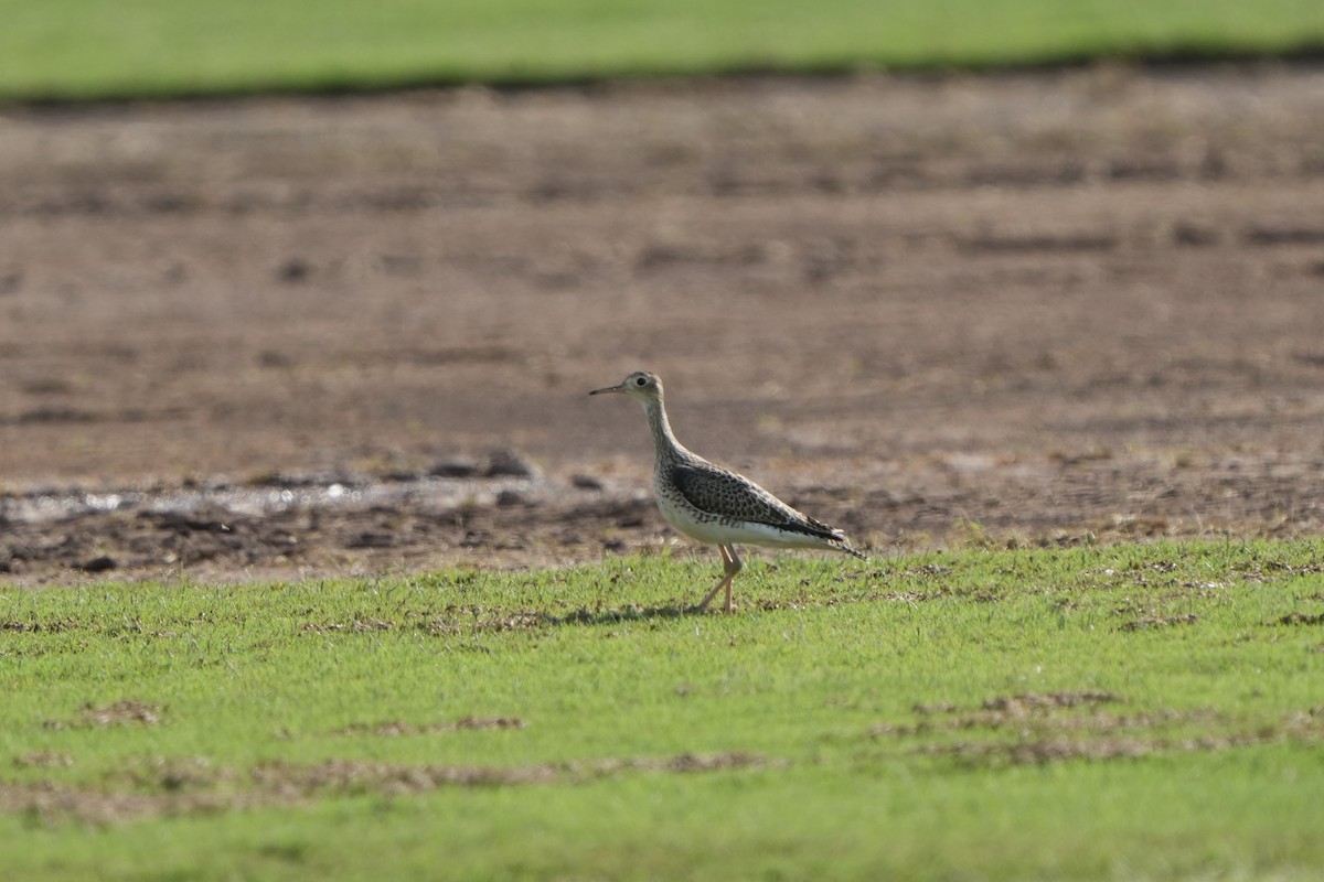 Upland Sandpiper - ML609597927