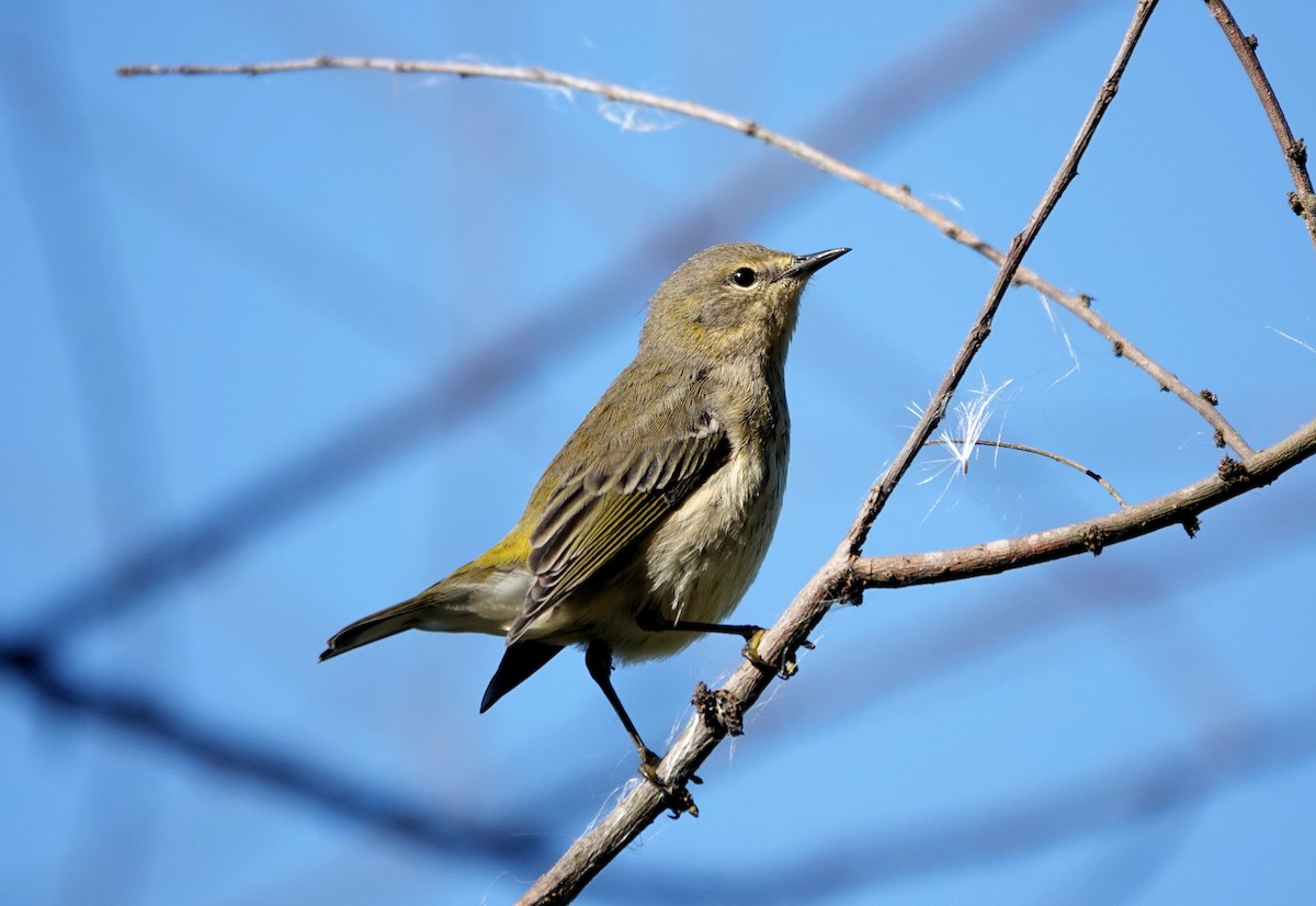 Cape May Warbler - ML609597948