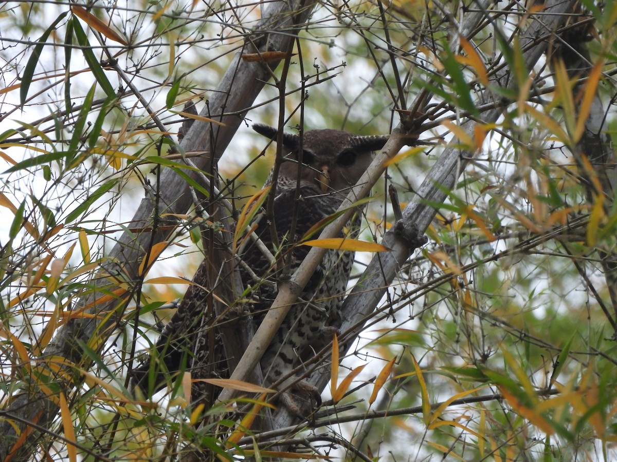 Spot-bellied Eagle-Owl - ML609597960