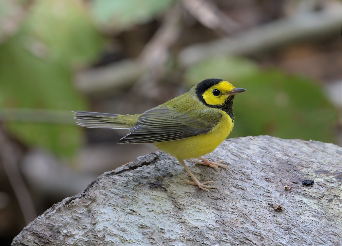 Hooded Warbler - ML609598009