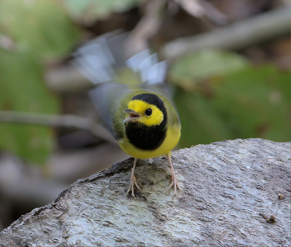 Hooded Warbler - ML609598026