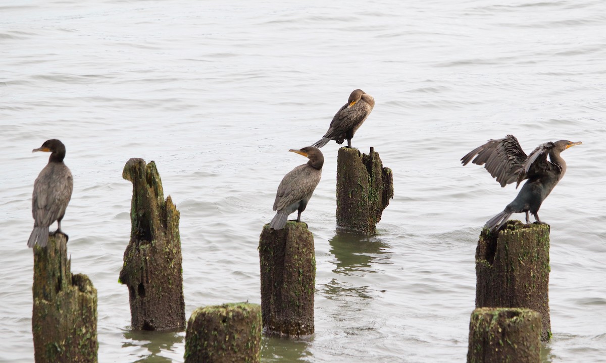 Double-crested Cormorant - ML609598063