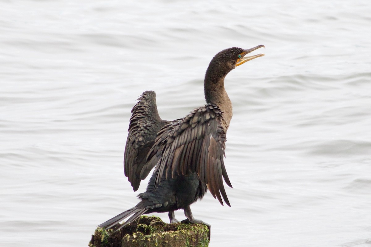 Cormorán Orejudo - ML609598064