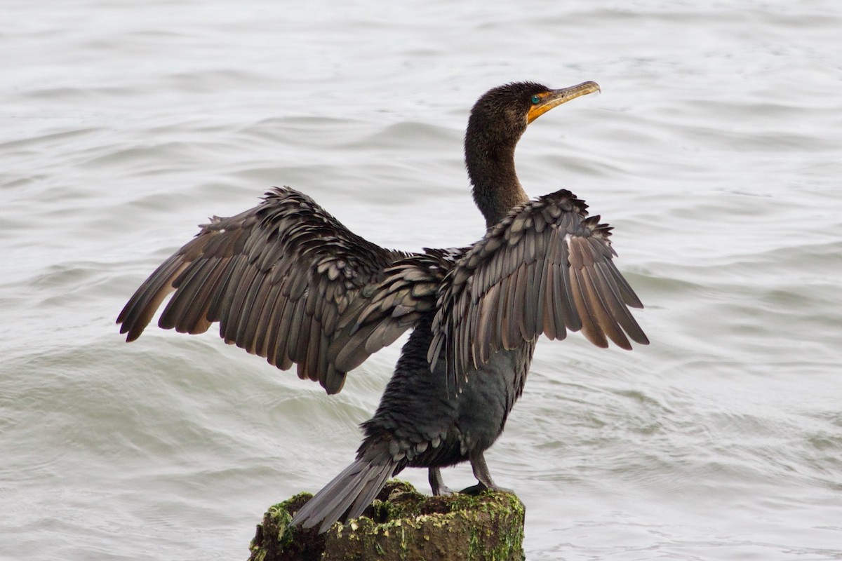 Cormoran à aigrettes - ML609598065