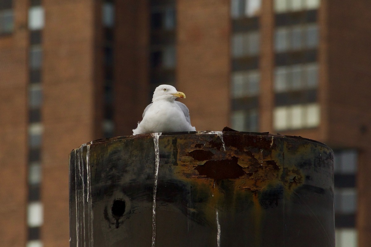 Herring Gull - ML609598070