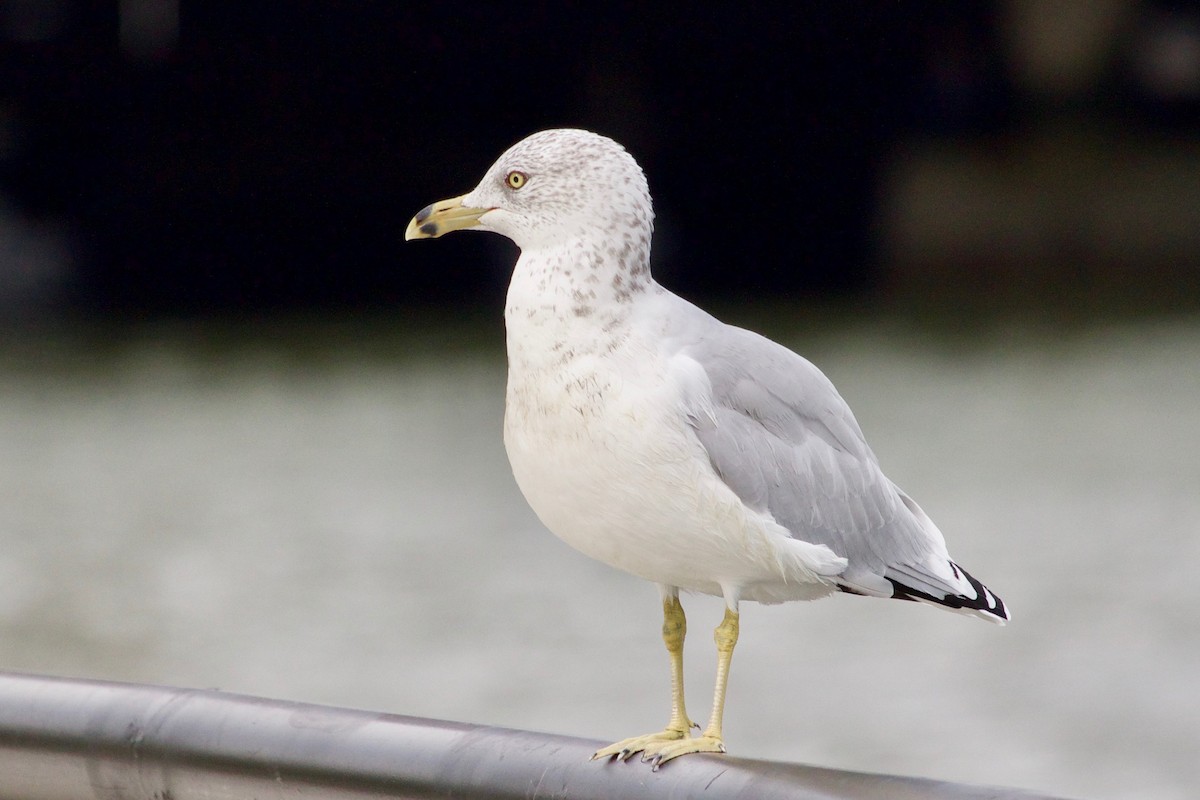 Ring-billed Gull - ML609598074