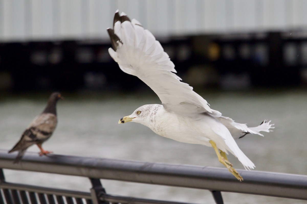 Ring-billed Gull - ML609598075