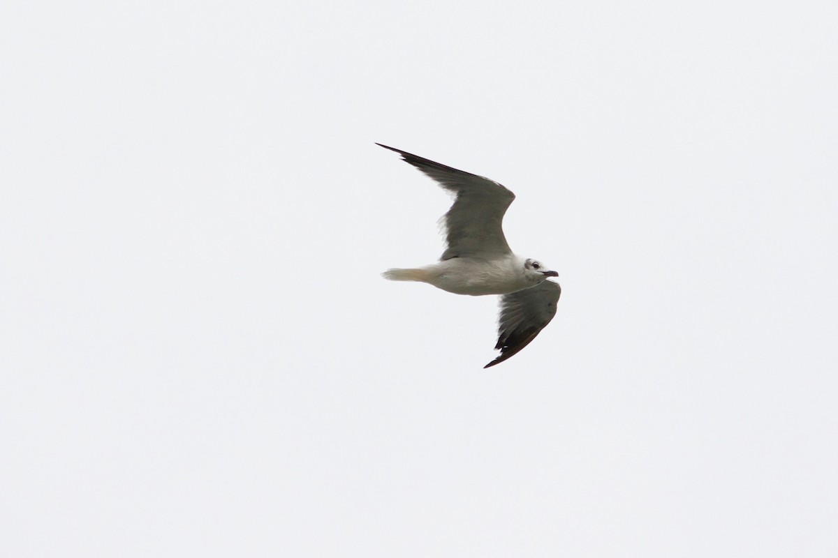 Mouette atricille - ML609598080