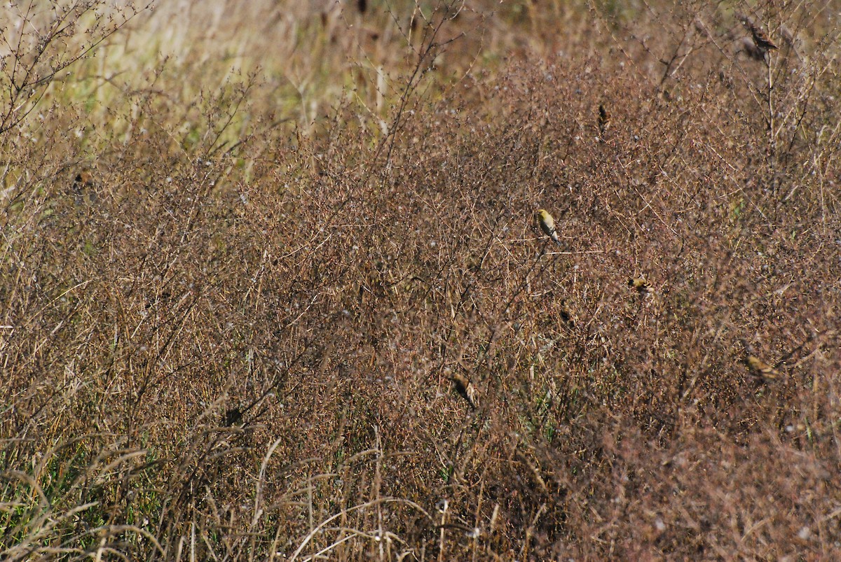 American Goldfinch - ML609598093