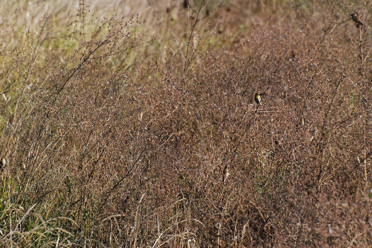 Chardonneret jaune - ML609598094