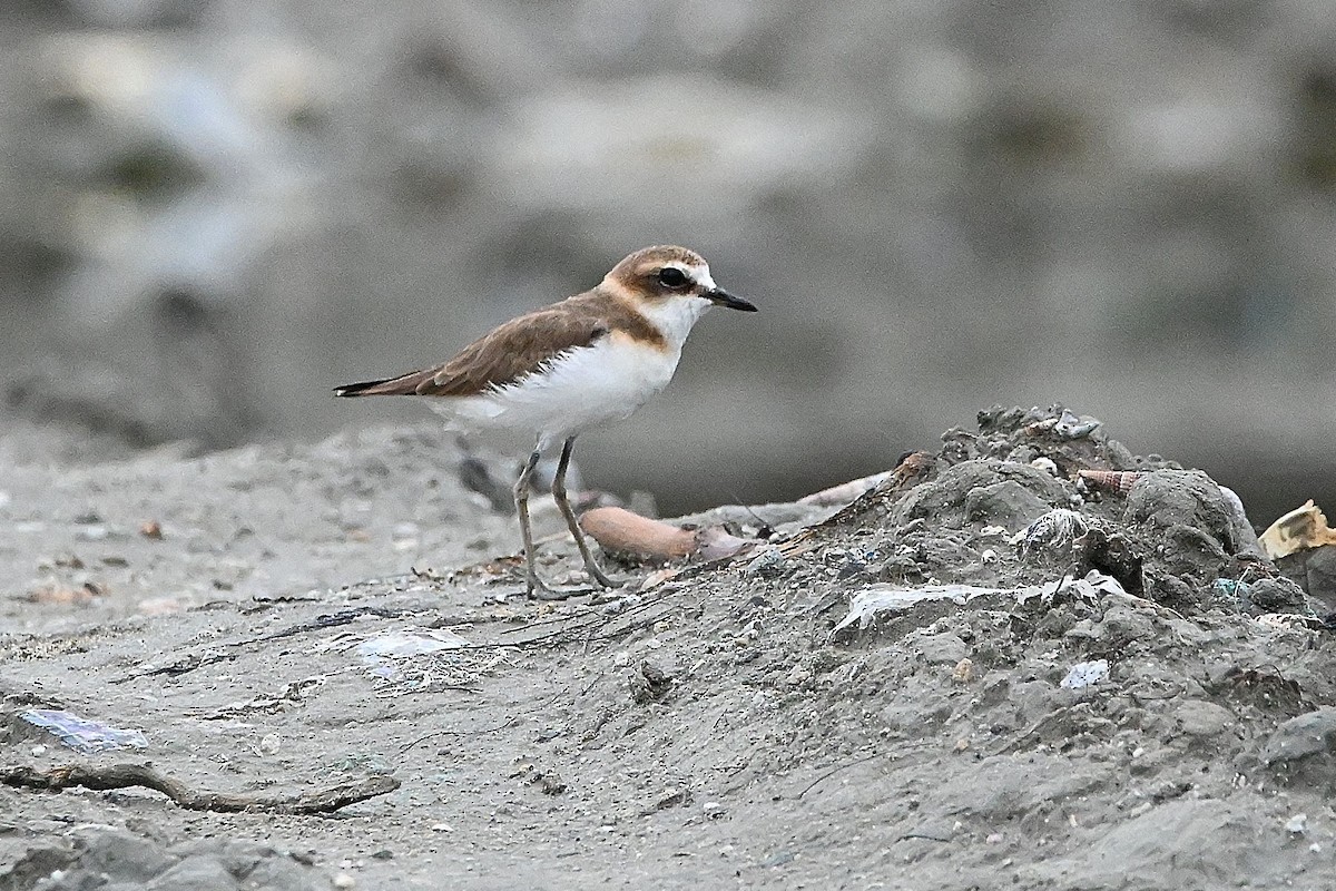 Javan Plover - ML609598101