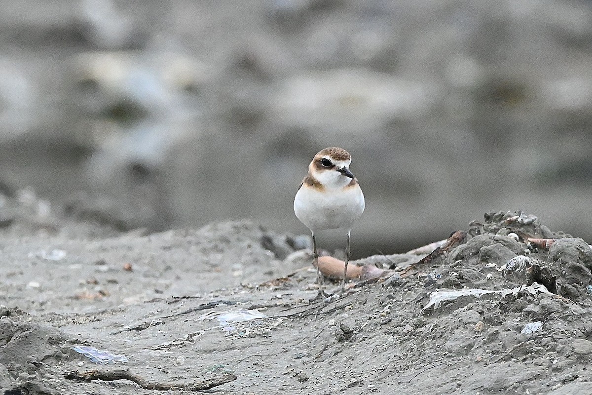 Javan Plover - ML609598119