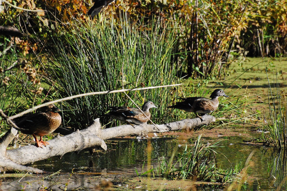 Wood Duck - Max Thayer