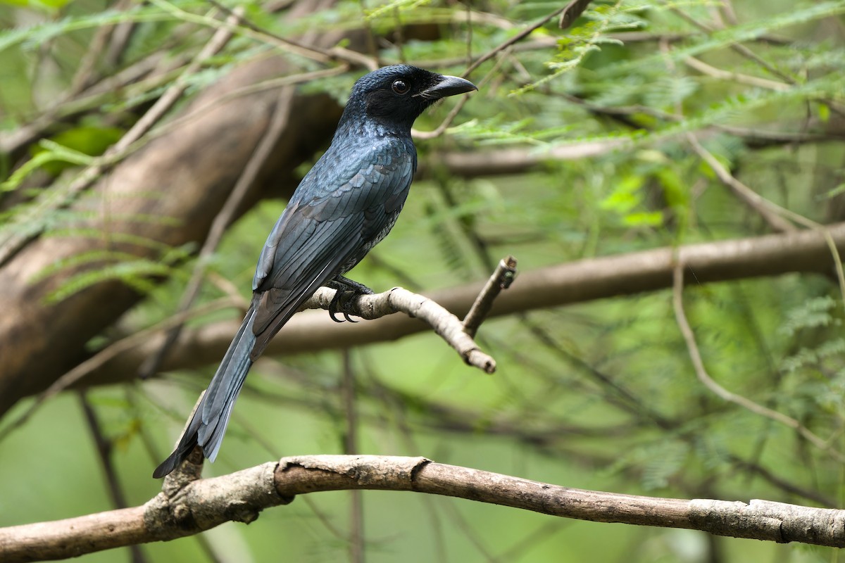 Crow-billed Drongo - Sam Hambly