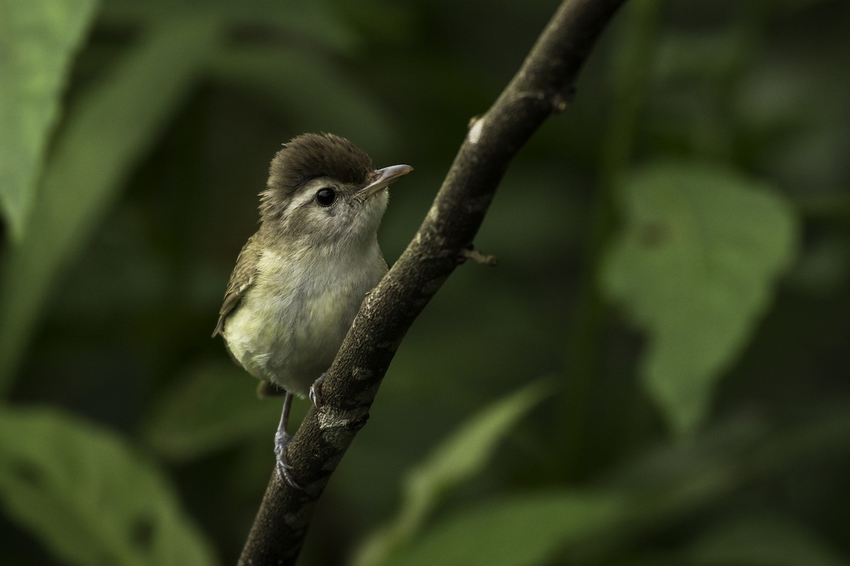 Brown-capped Vireo - ML60959831