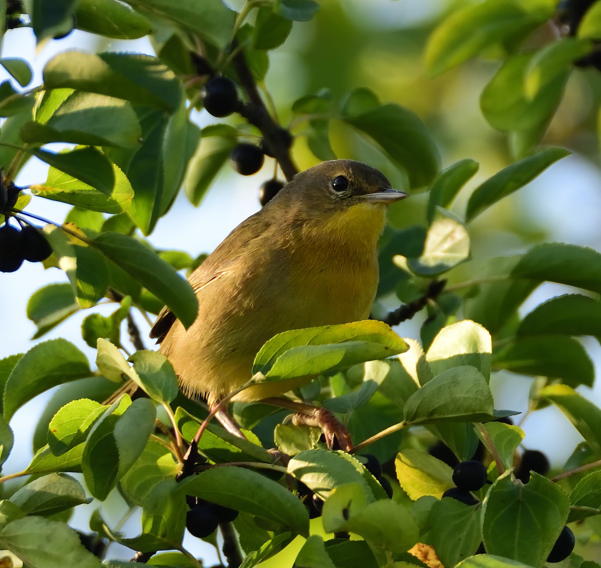 Common Yellowthroat - ML609598376