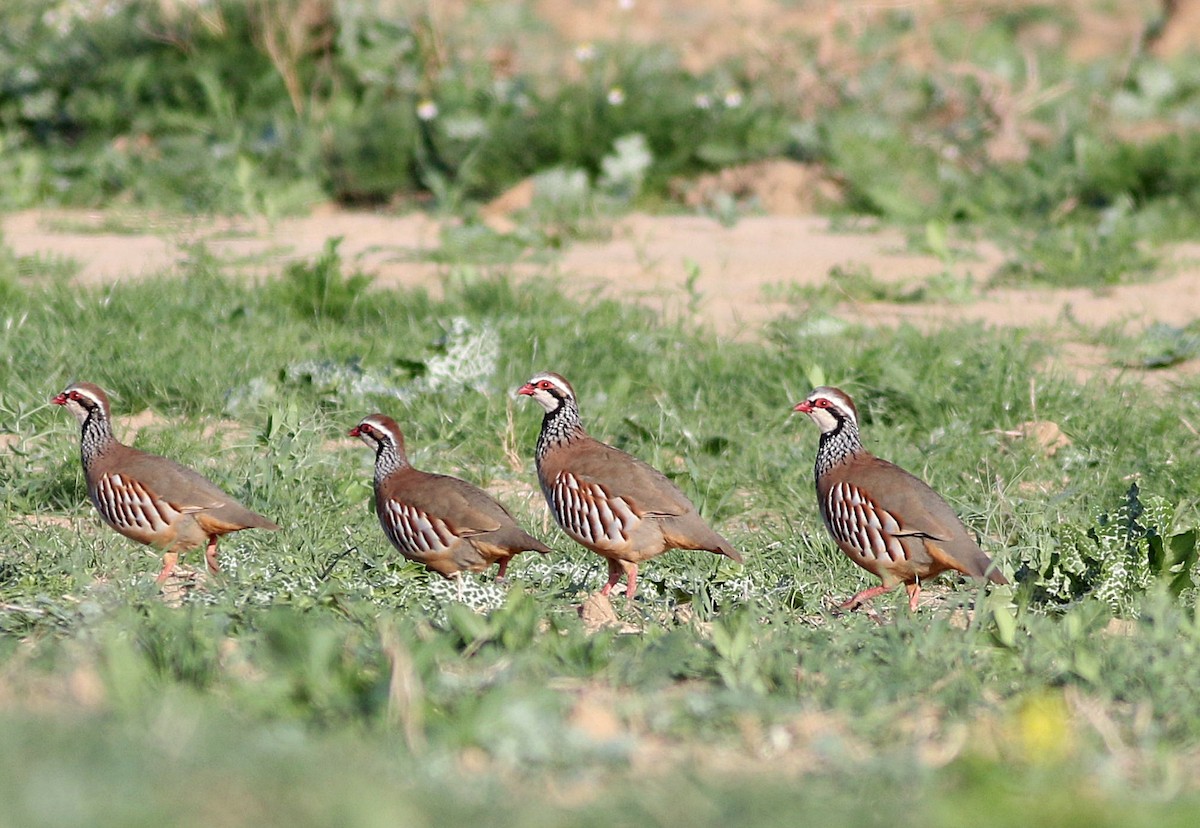 Red-legged Partridge - ML609598431