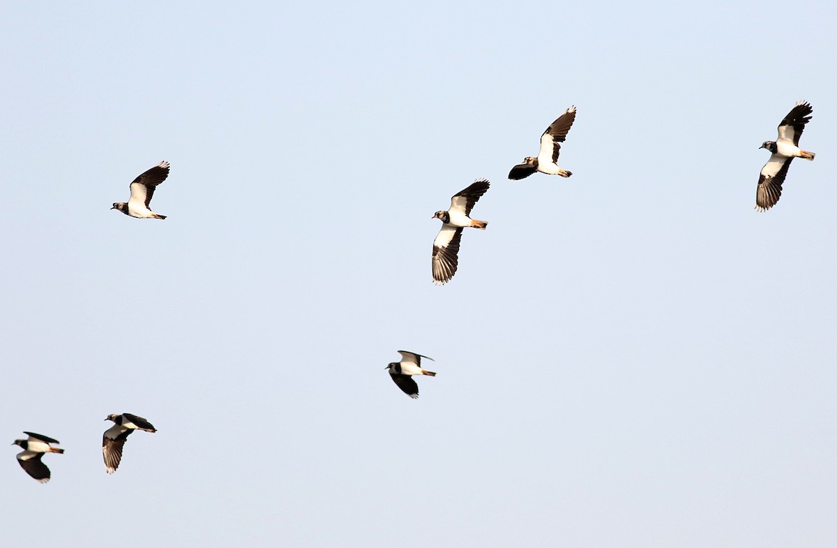 Northern Lapwing - ML609598448