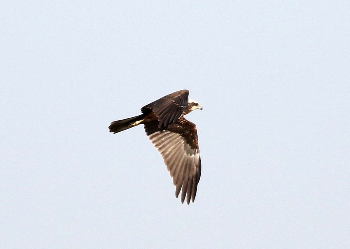 Western Marsh Harrier - ML609598477