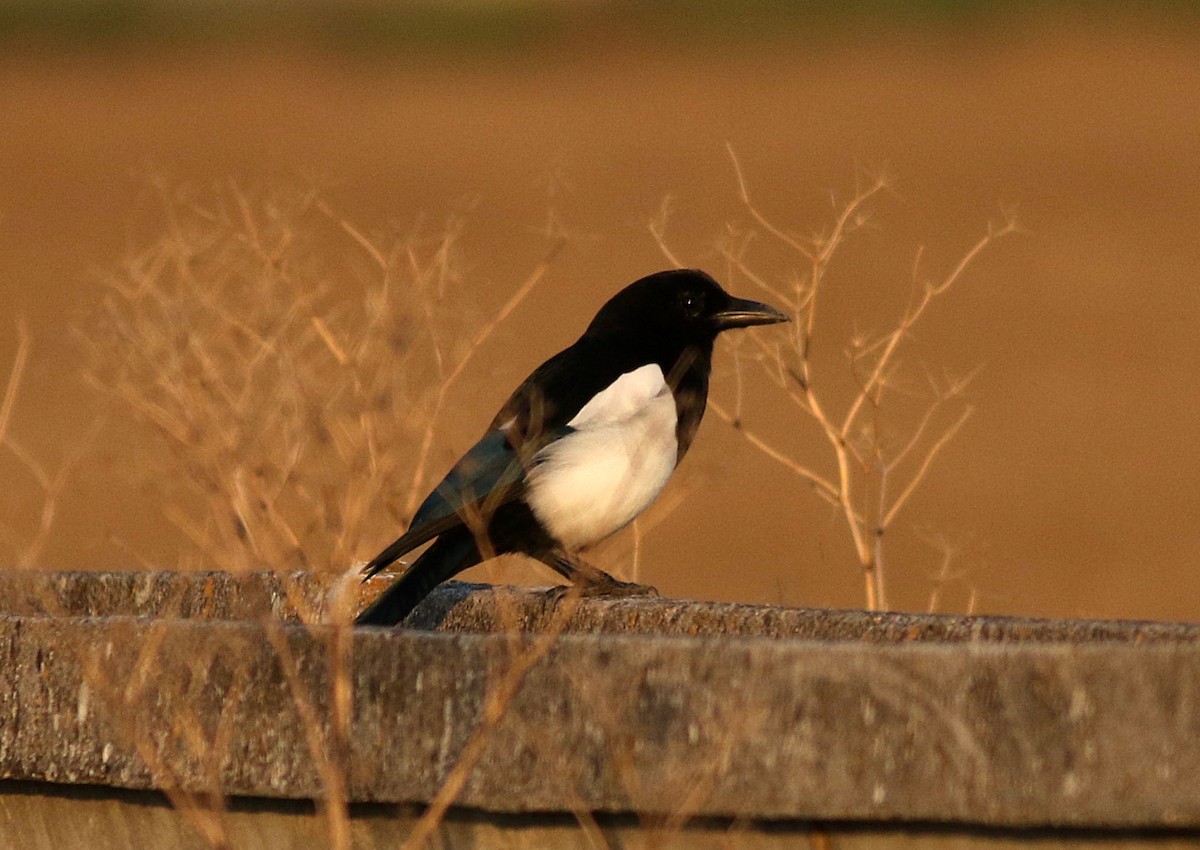 Eurasian Magpie - ML609598482