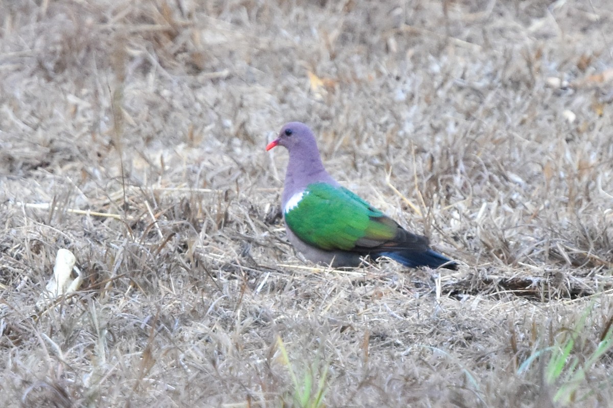 Pacific Emerald Dove - ML609598486