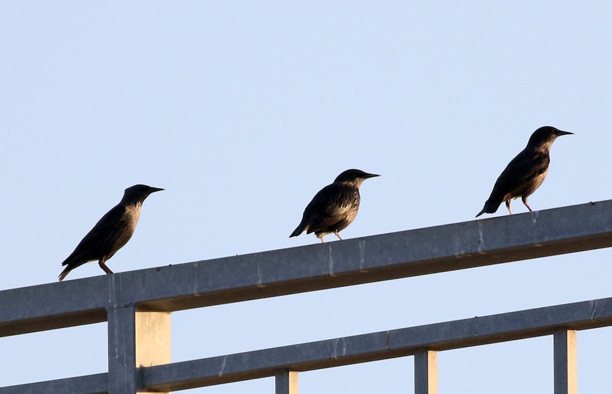 Spotless Starling - ML609598499