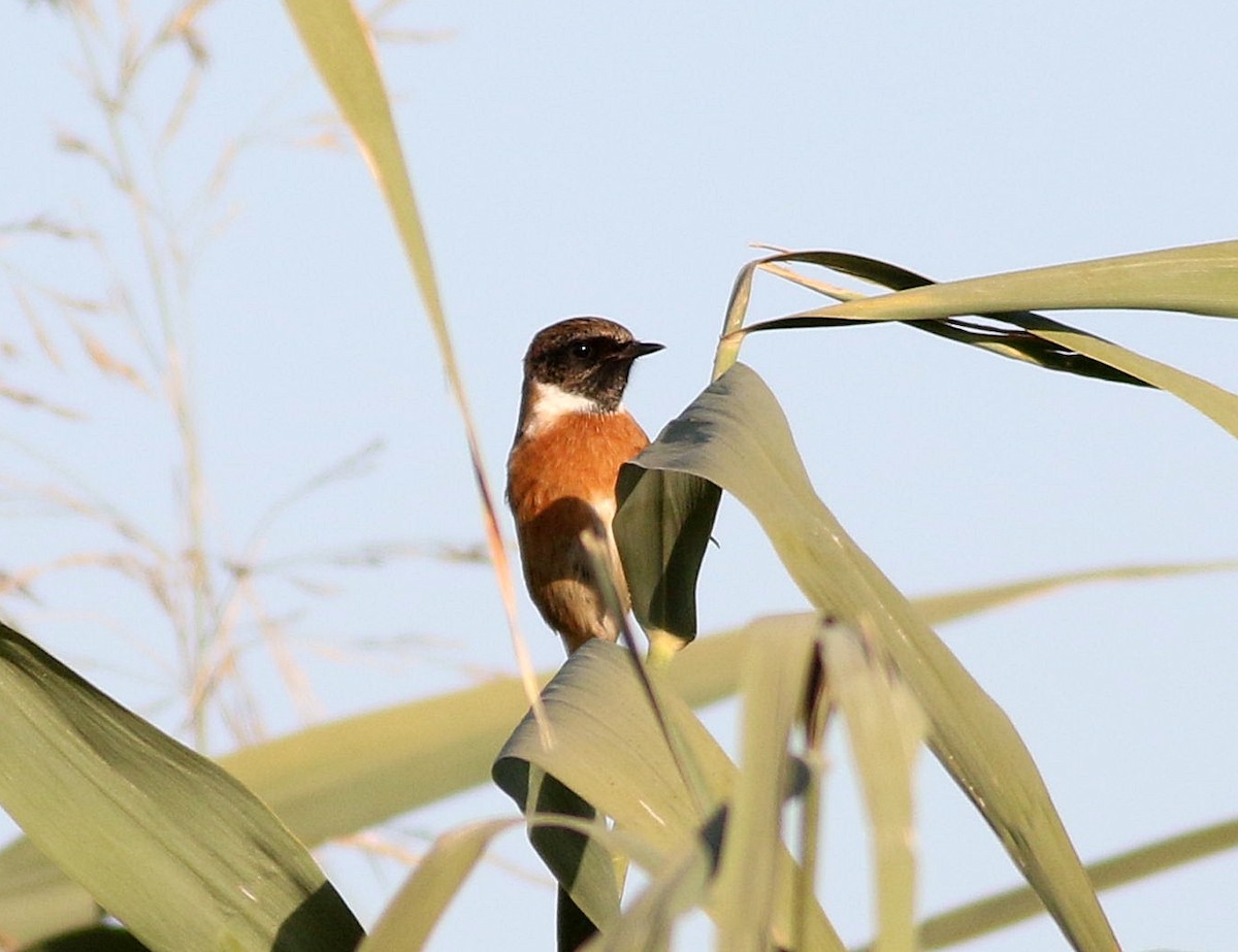 European Stonechat - ML609598516