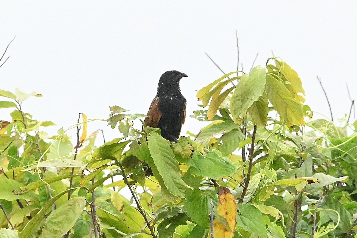 Lesser Coucal - Alvaro Rodríguez Pomares