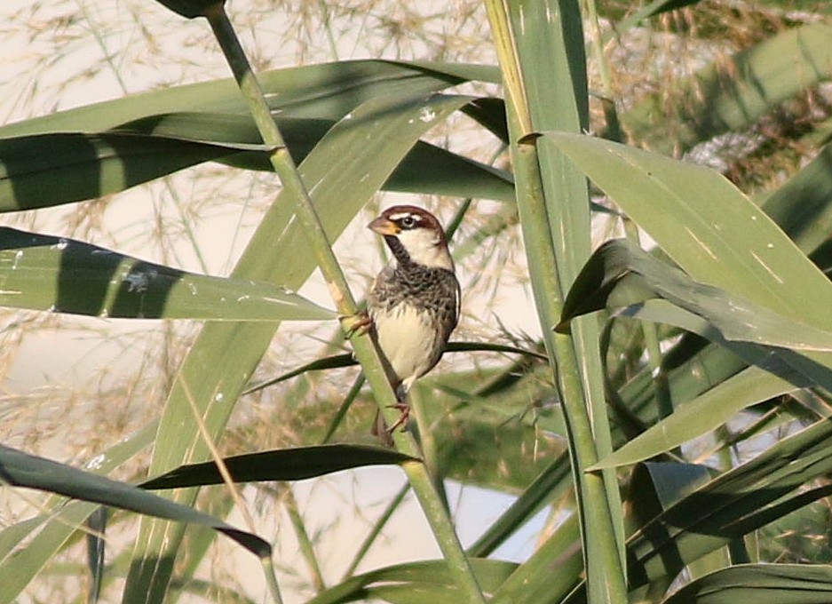 Spanish Sparrow - ML609598524