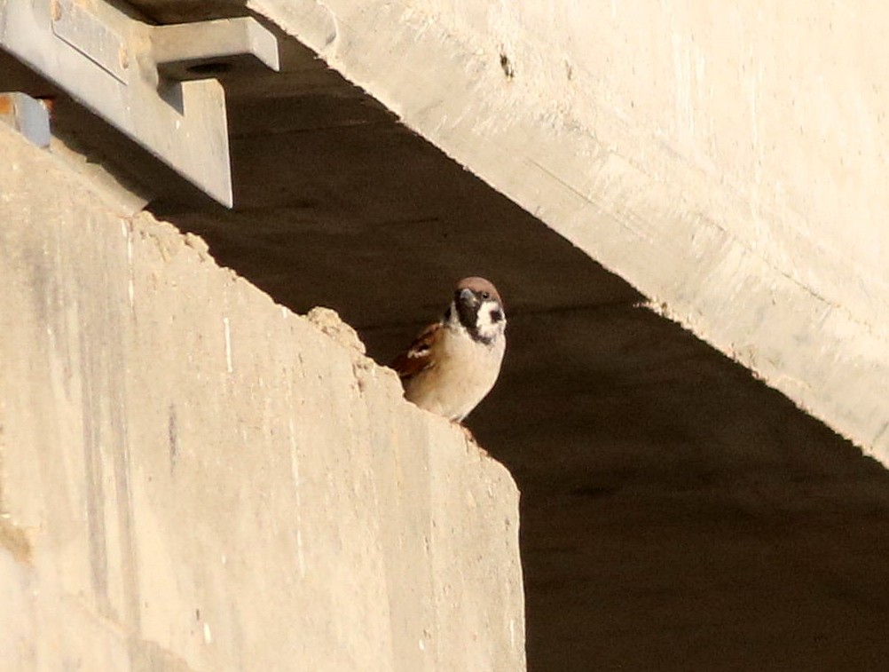 Eurasian Tree Sparrow - ML609598530