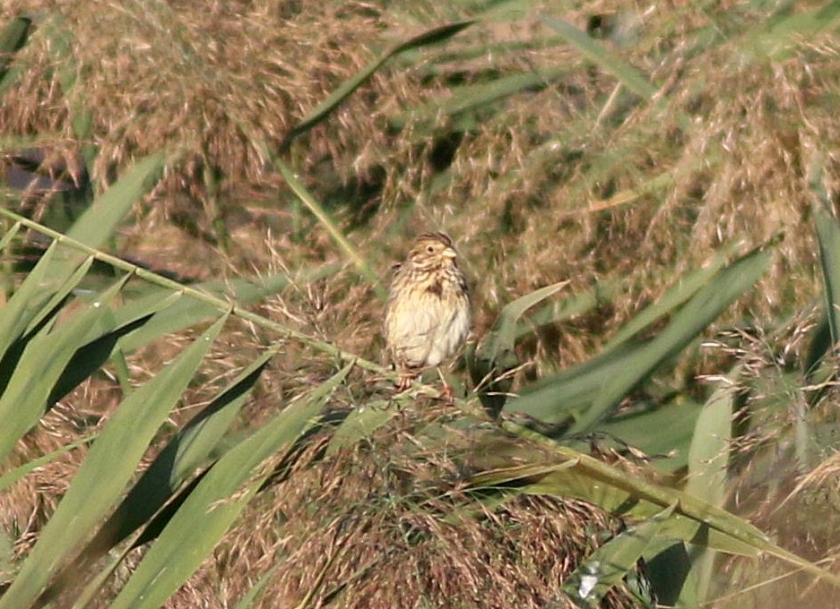 Corn Bunting - ML609598539