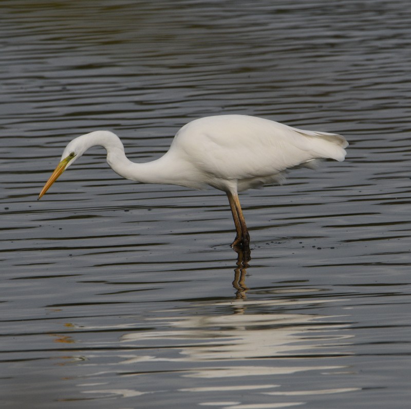 Great Egret - ML609598608