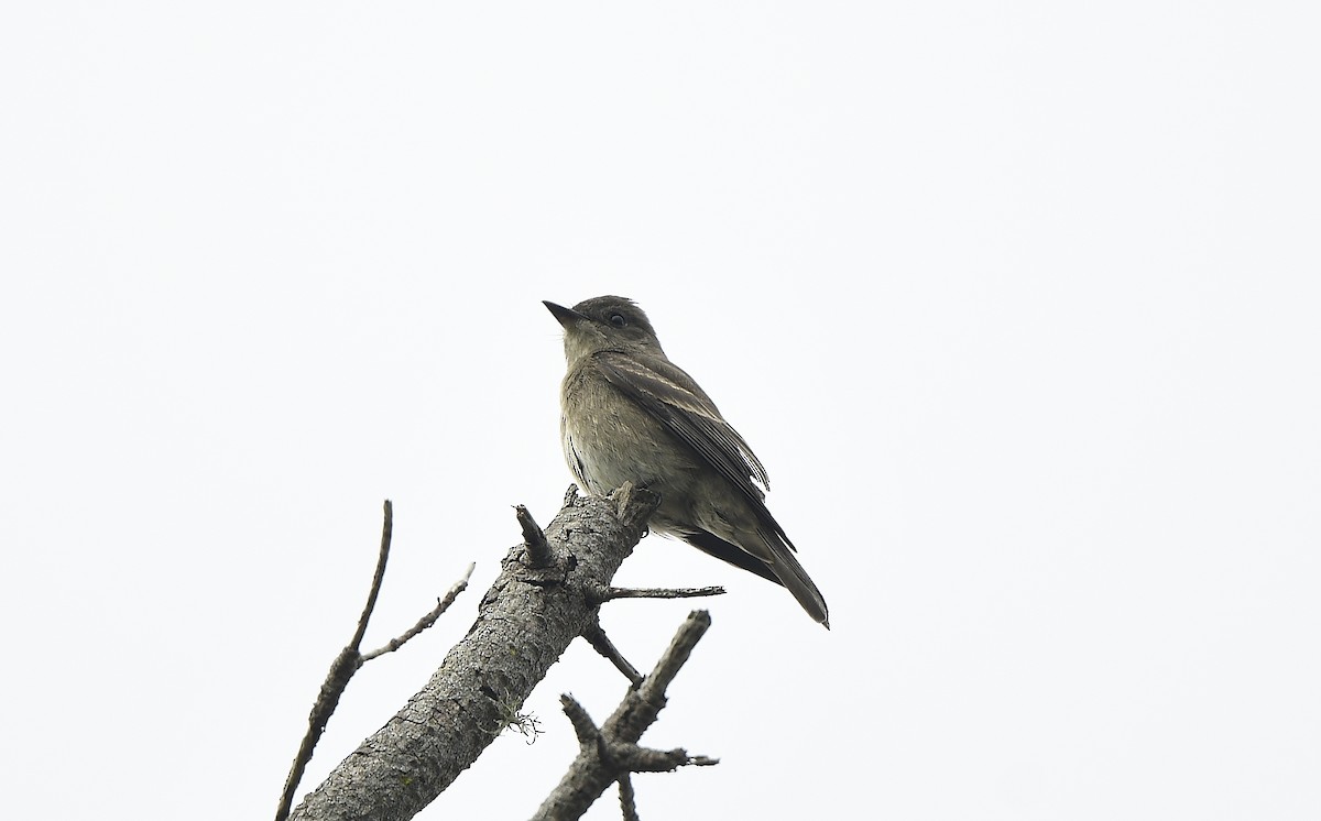 Western Wood-Pewee - ML609598658