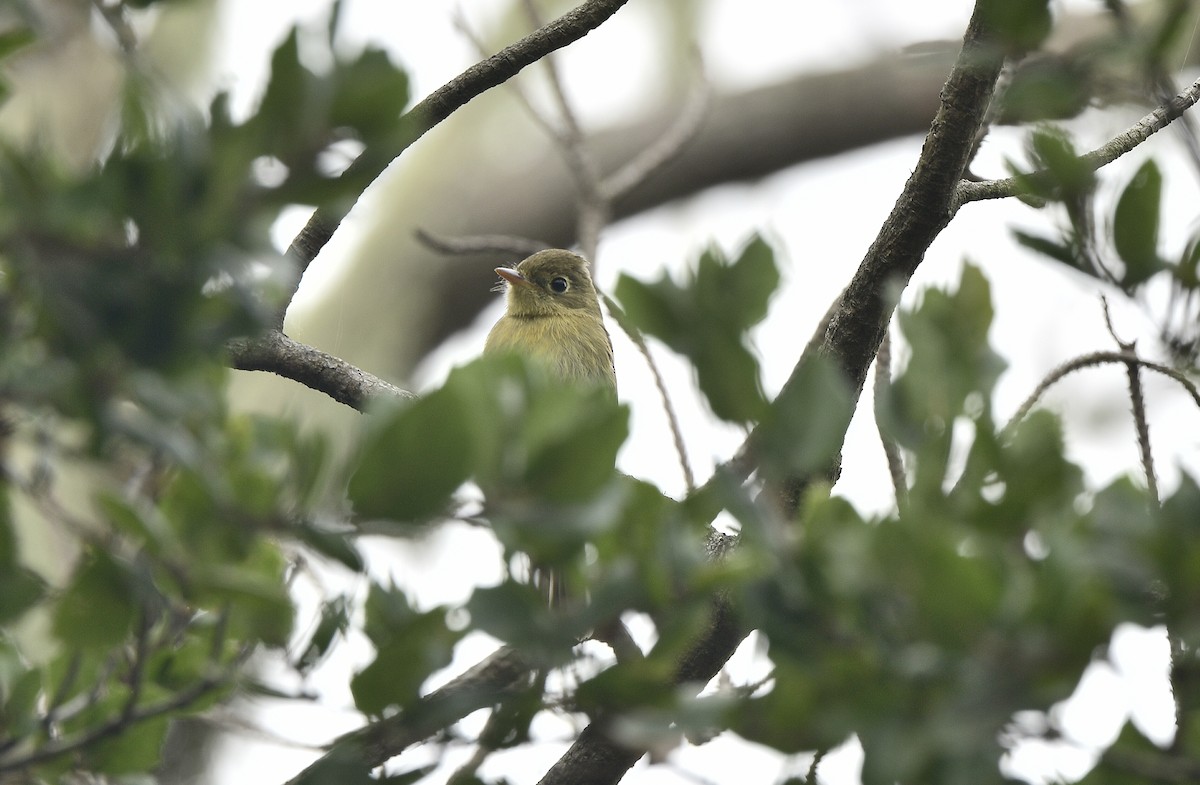 Western Flycatcher (Pacific-slope) - ML609598659