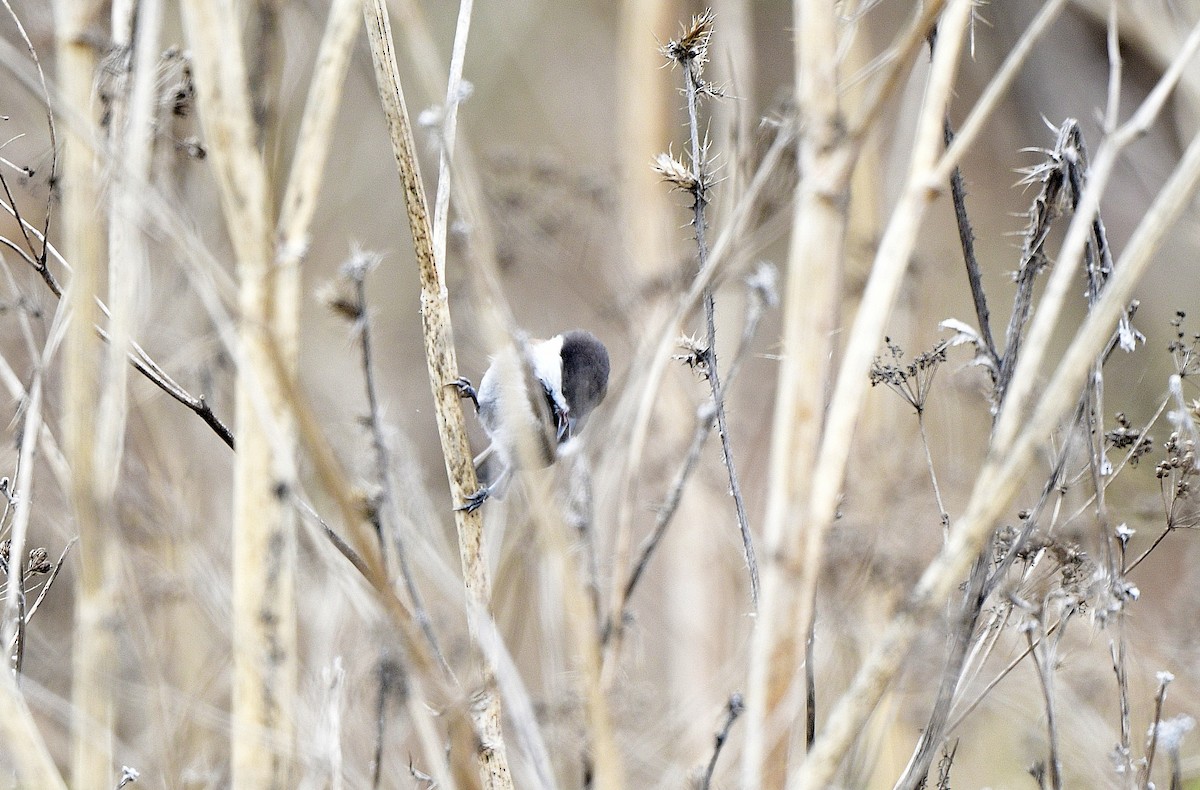 Chestnut-backed Chickadee - ML609598661