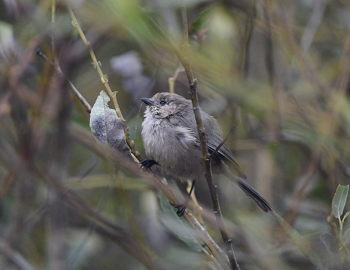 Bushtit - JoAnna Clayton