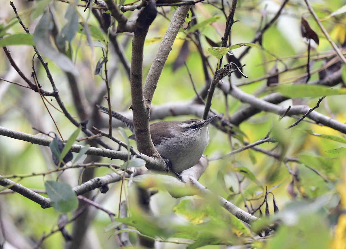 Bewick's Wren - ML609598663