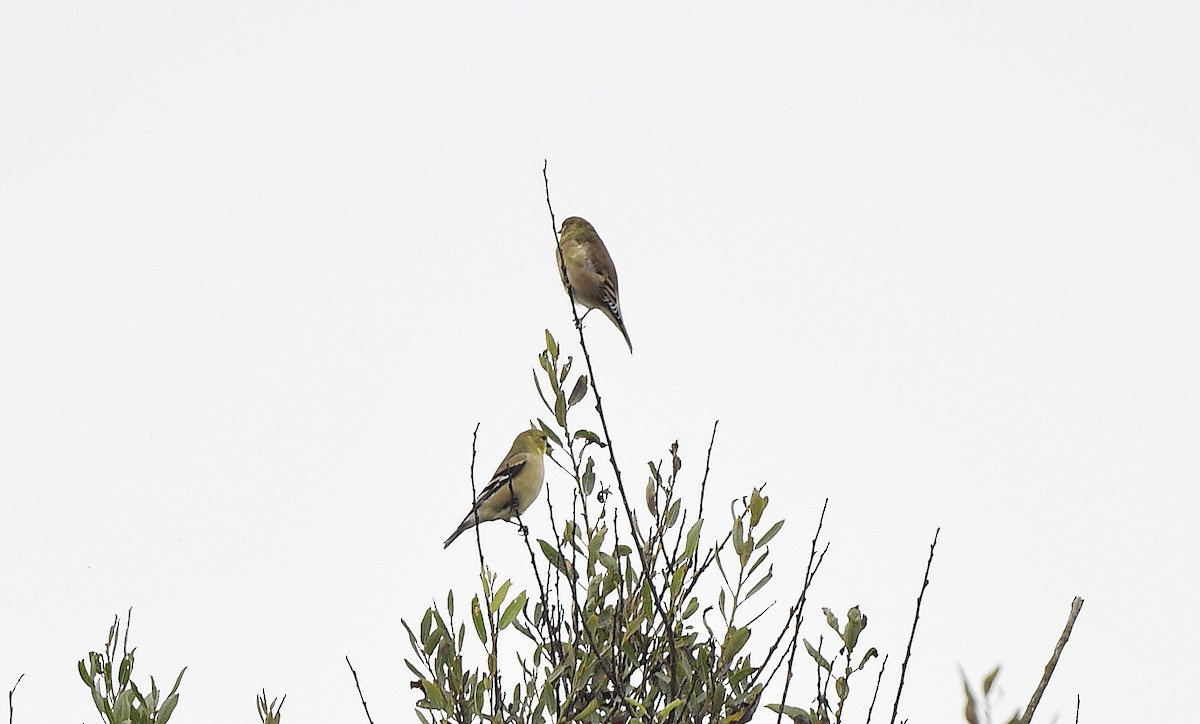 American Goldfinch - ML609598664