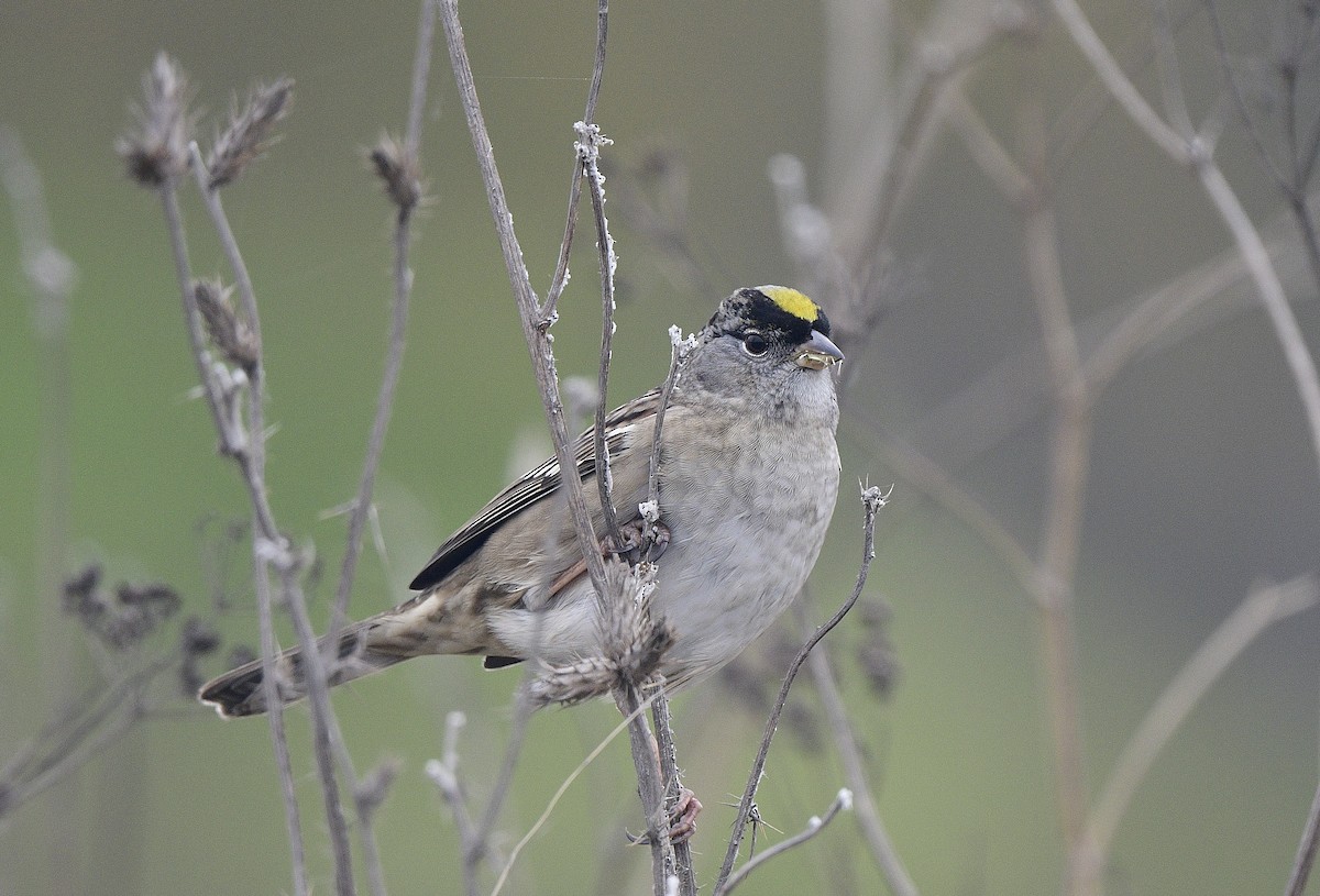 Bruant à couronne dorée - ML609598667