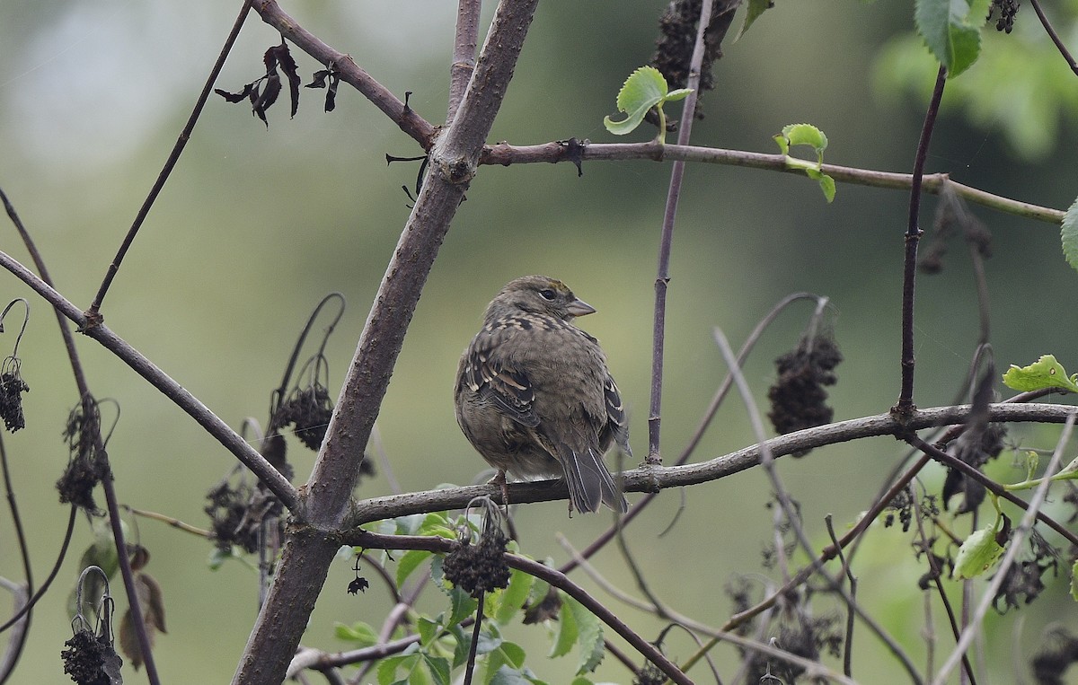 Bruant à couronne dorée - ML609598668