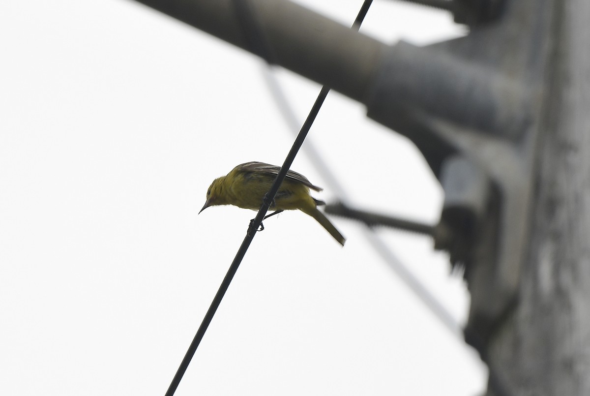 Orchard Oriole - JoAnna Clayton