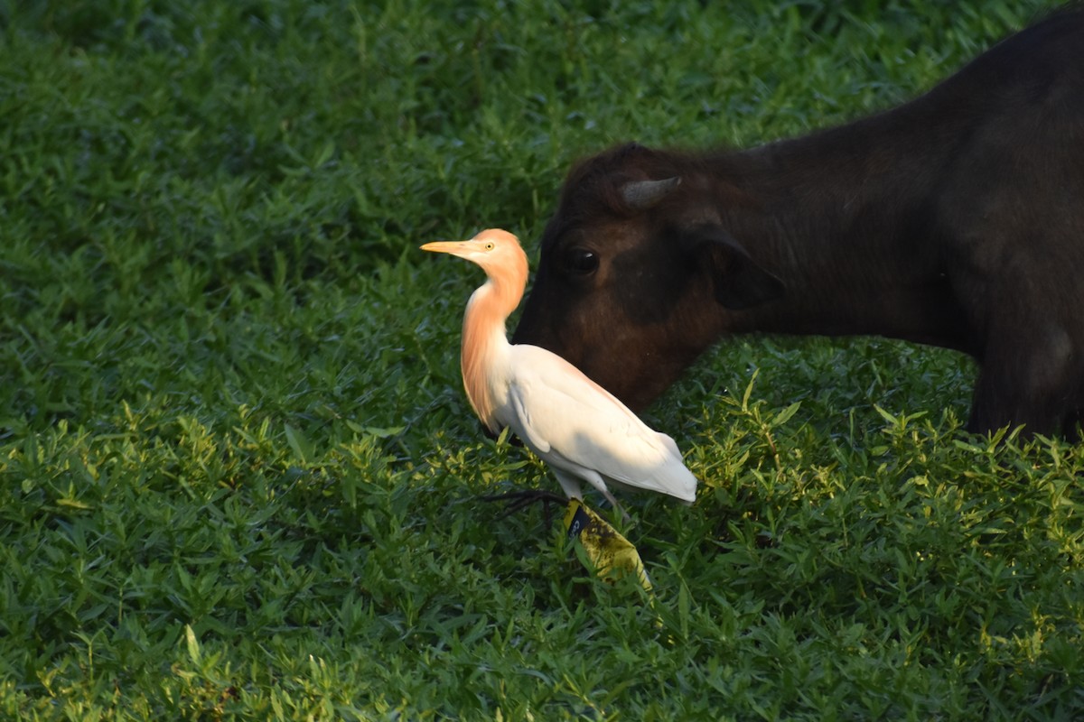 Eastern Cattle Egret - ML609598681