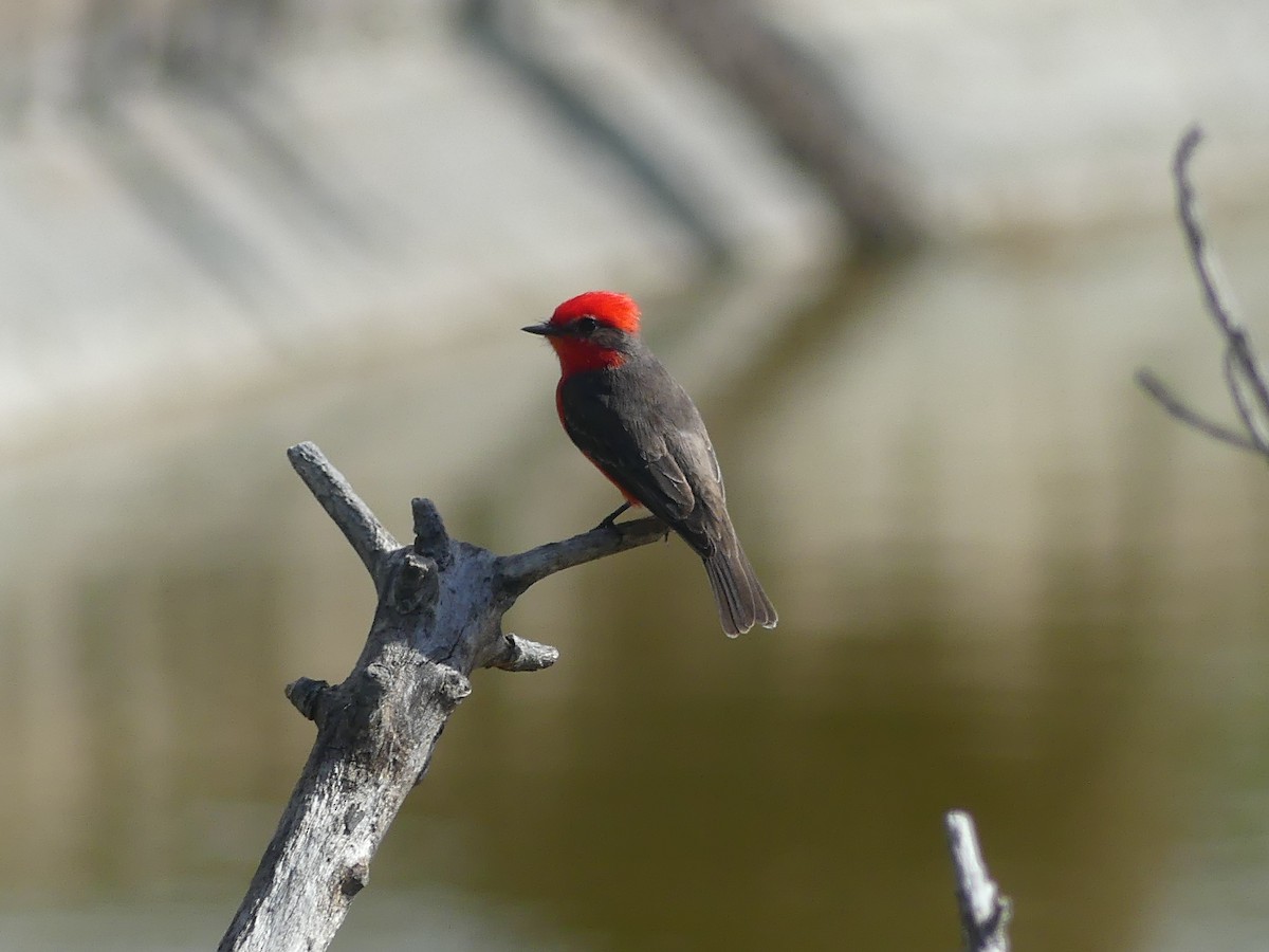 Vermilion Flycatcher - ML609598682