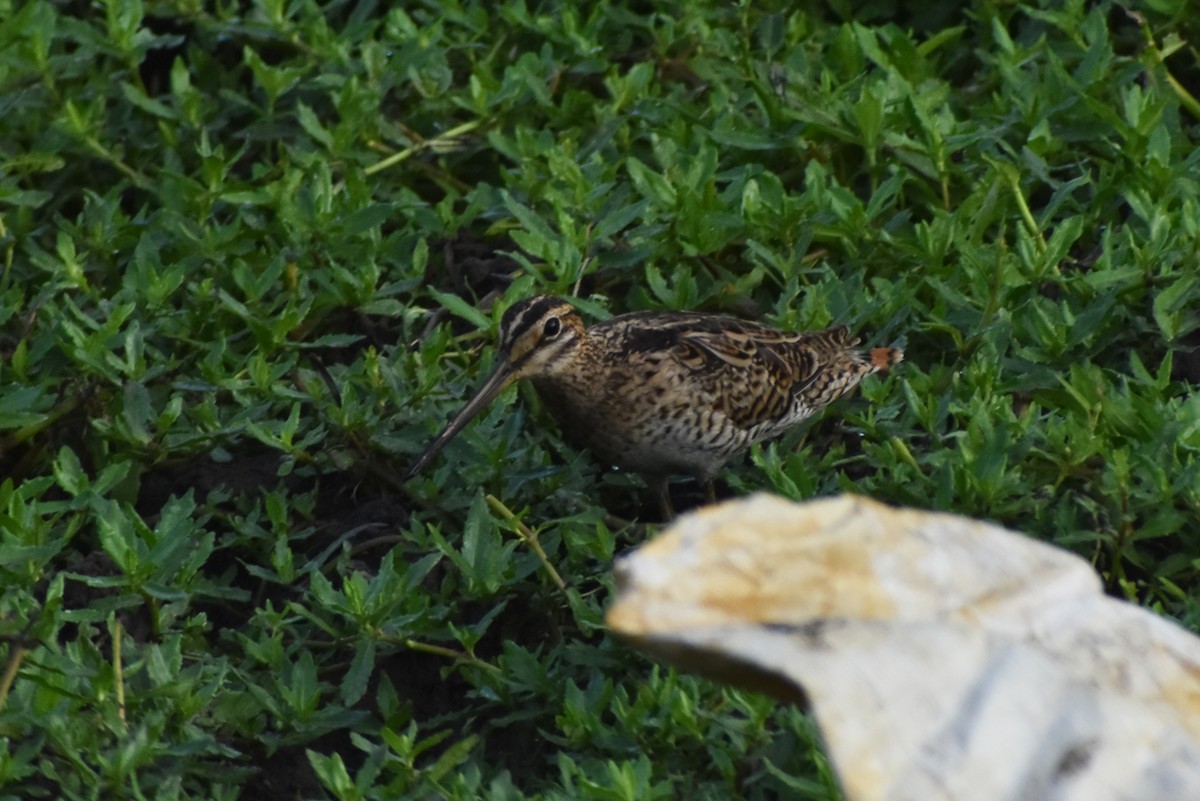 Pin-tailed Snipe - ML609598714