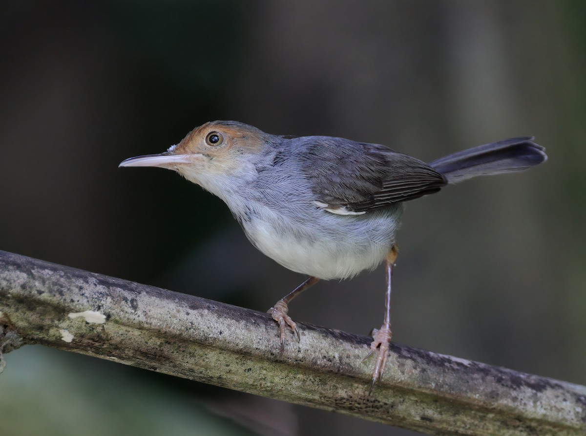 Ashy Tailorbird - ML609598717