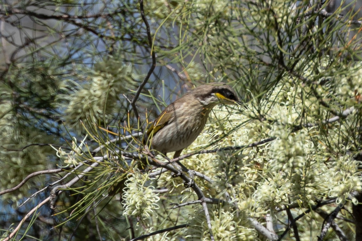 Singing Honeyeater - John Hurrell