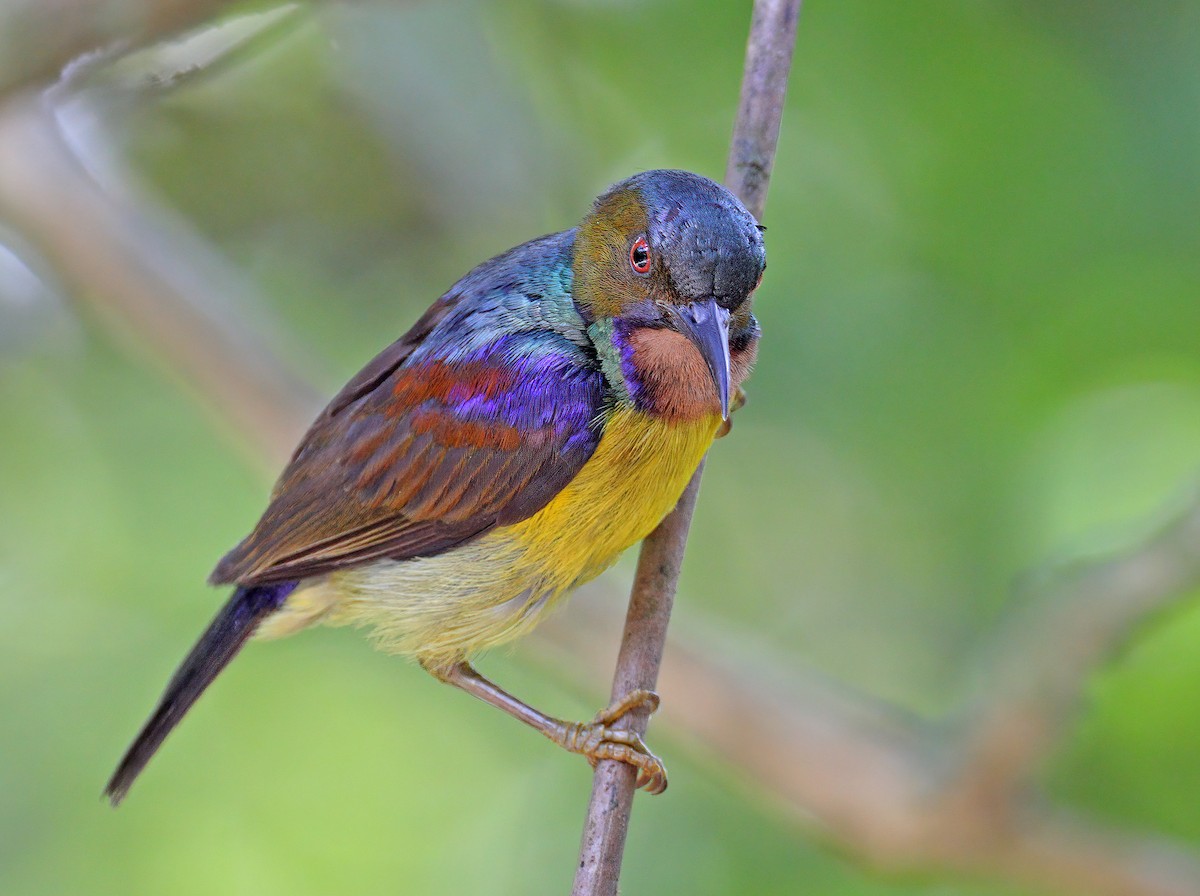 Brown-throated Sunbird - ML609598723