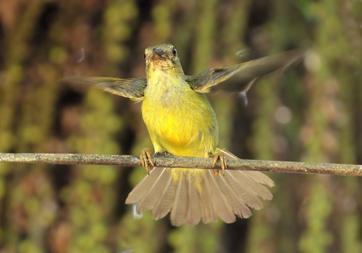 Brown-throated Sunbird - ML609598724