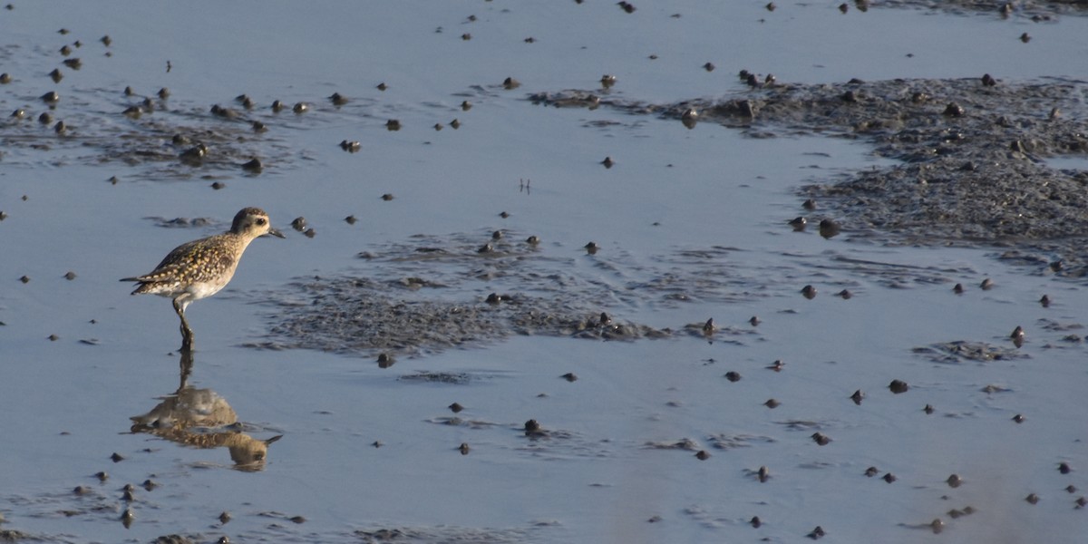 Pacific Golden-Plover - Vishnu T